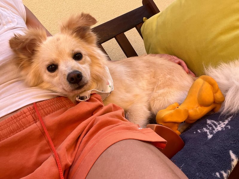Rudi SR – Süßer Spitz-Junghund sucht seine Menschen