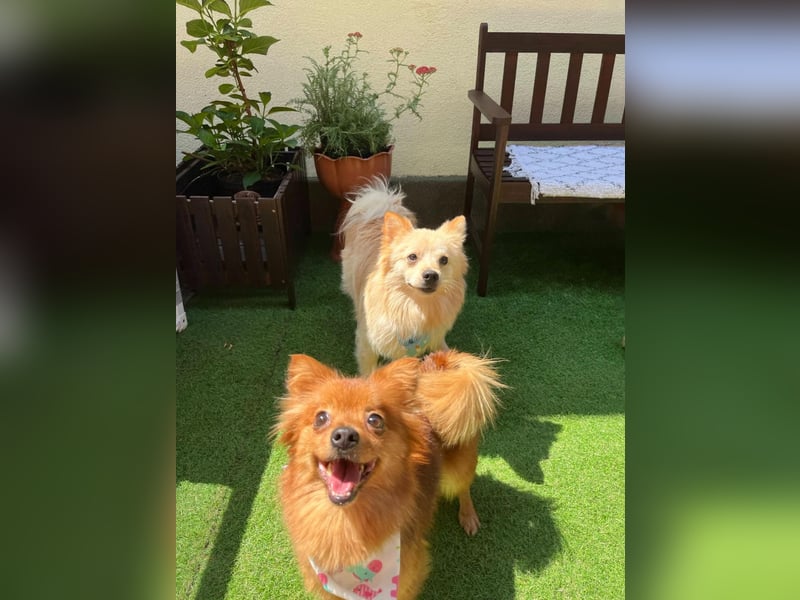 Biscuit SR – junger Herzensbrecher sucht liebevolles Zuhause
