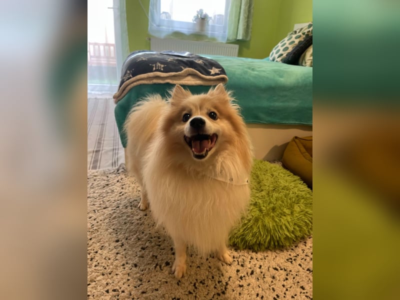 Leo SR – kleiner Sonnenschein sucht ein liebevolles Zuhause!