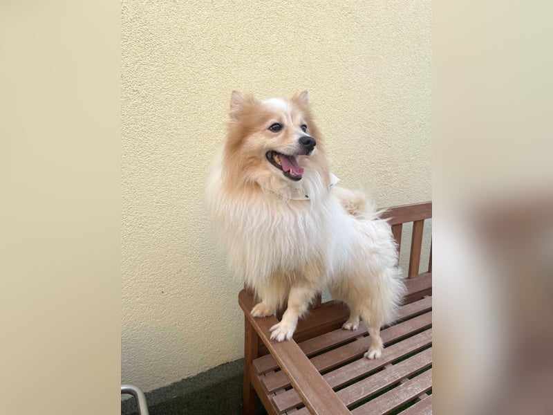 Leo SR – kleiner Sonnenschein sucht ein liebevolles Zuhause!
