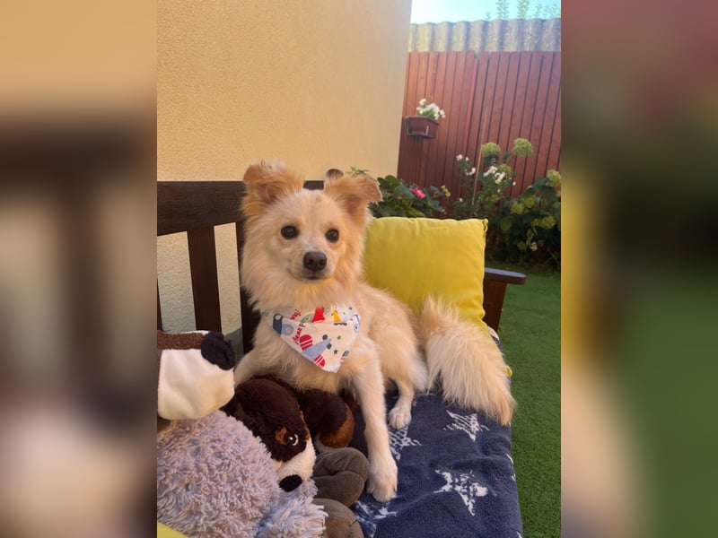Rudi SR – Süßer Spitz-Junghund sucht seine Menschen
