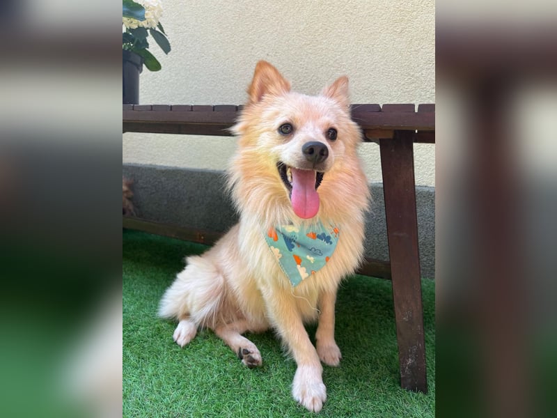 Biscuit SR – junger Herzensbrecher sucht liebevolles Zuhause