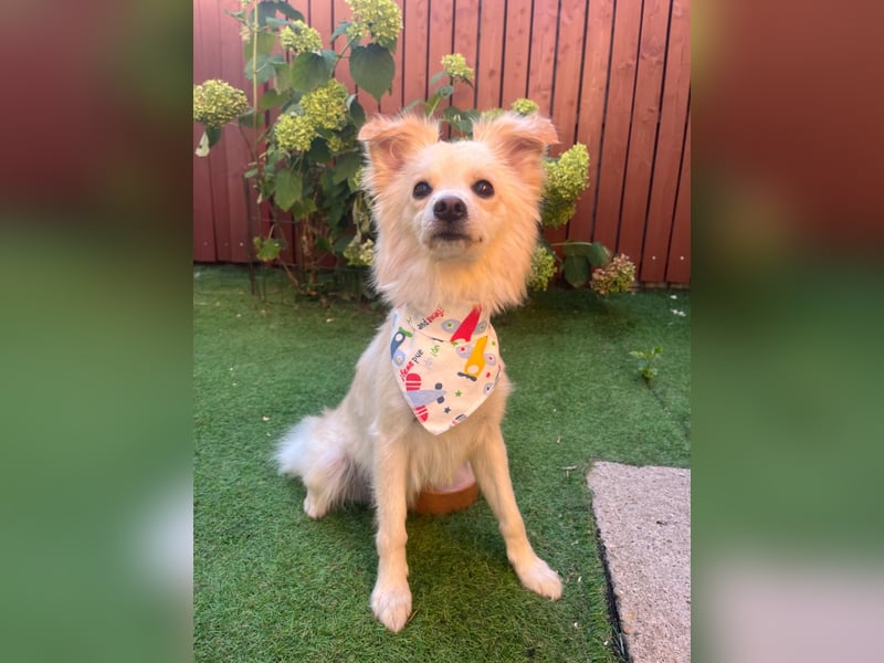 Rudi SR – Süßer Spitz-Junghund sucht seine Menschen