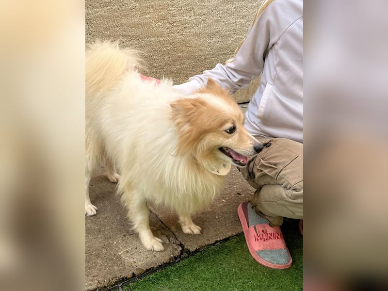 Leo SR – kleiner Sonnenschein sucht ein liebevolles Zuhause!