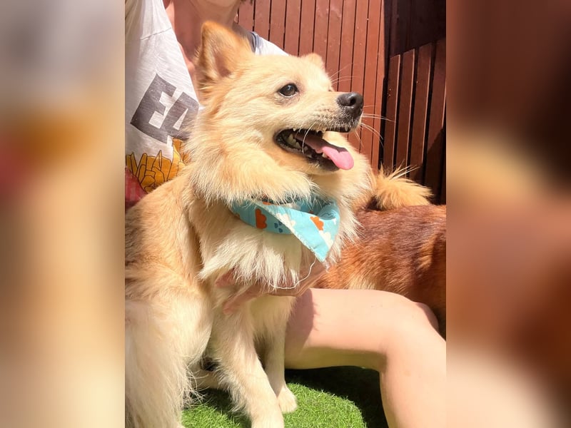 Biscuit SR – junger Herzensbrecher sucht liebevolles Zuhause