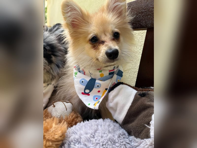 Scotty SR - quirliger Mini-Spitz sucht aktives Zuhause mit Herz