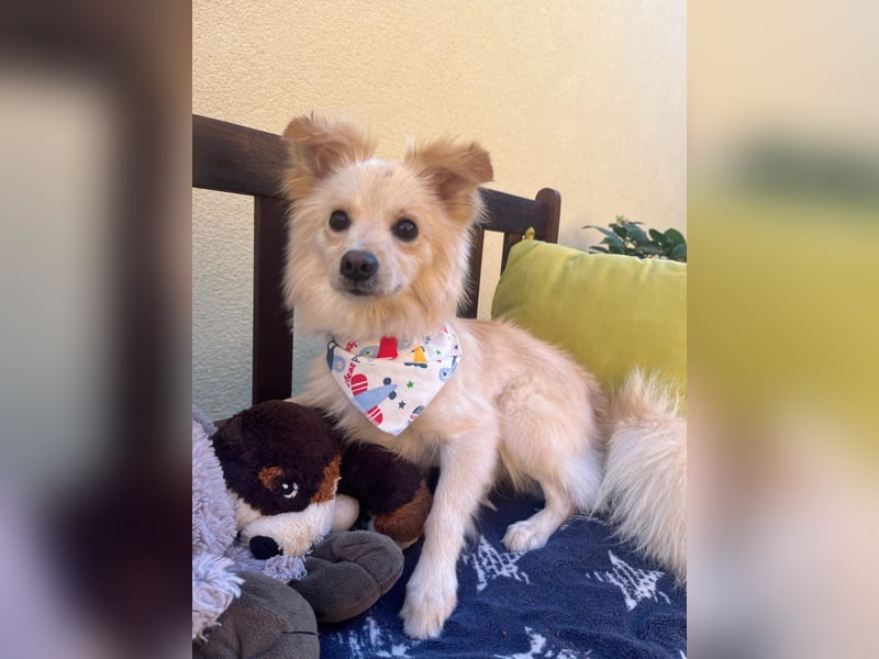 Rudi SR – Süßer Spitz-Junghund sucht seine Menschen