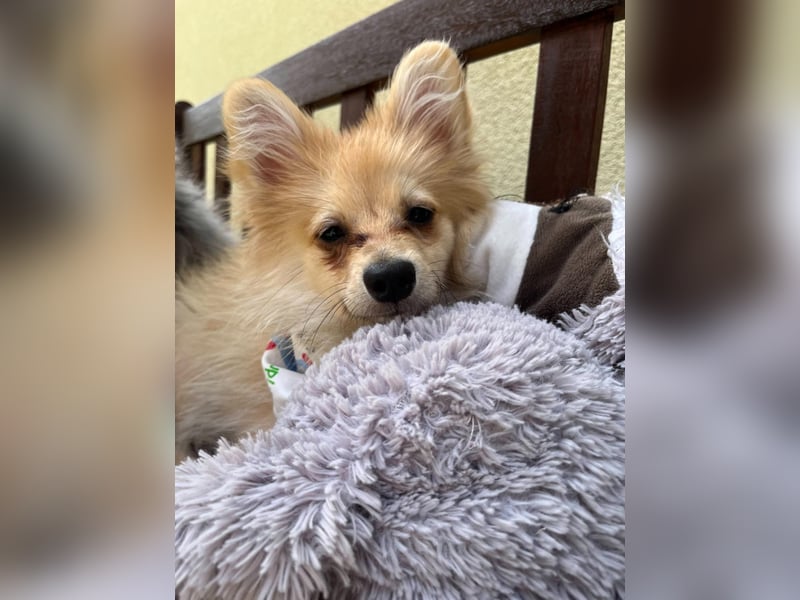 Scotty SR - quirliger Mini-Spitz sucht aktives Zuhause mit Herz