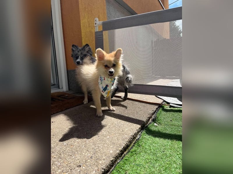 Scotty SR - quirliger Mini-Spitz sucht aktives Zuhause mit Herz