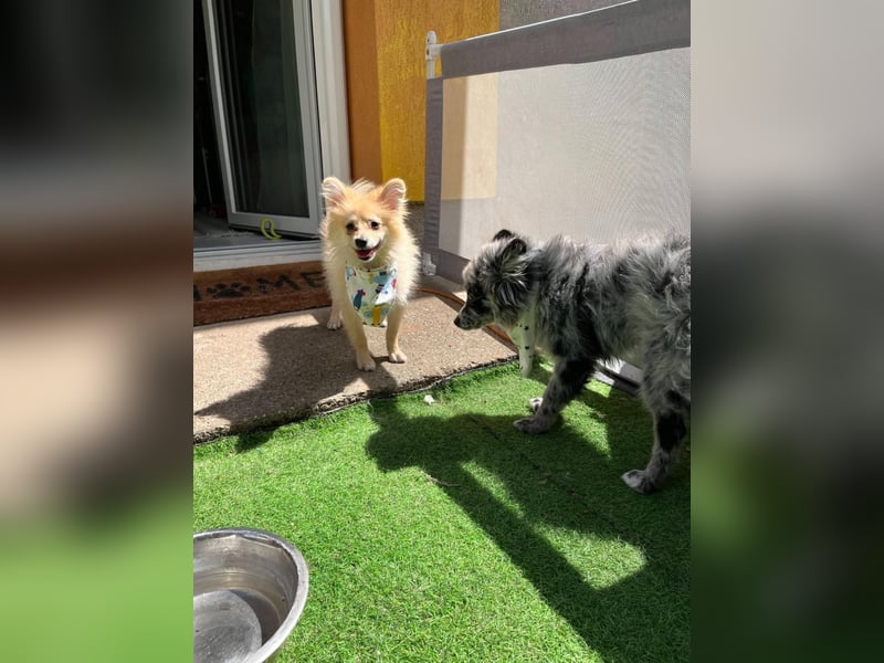 Scotty SR - quirliger Mini-Spitz sucht aktives Zuhause mit Herz