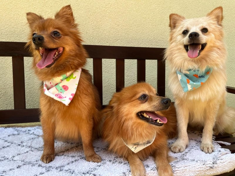 Biscuit SR – junger Herzensbrecher sucht liebevolles Zuhause