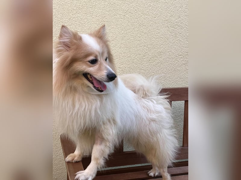 Leo SR – kleiner Sonnenschein sucht ein liebevolles Zuhause!