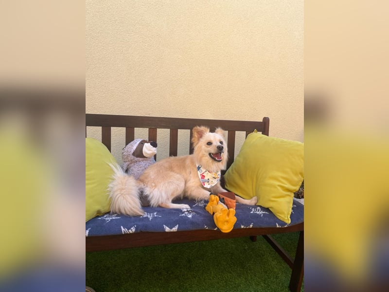 Rudi SR – Süßer Spitz-Junghund sucht seine Menschen
