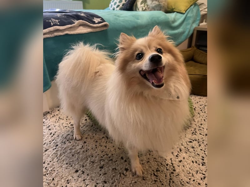 Leo SR – kleiner Sonnenschein sucht ein liebevolles Zuhause!