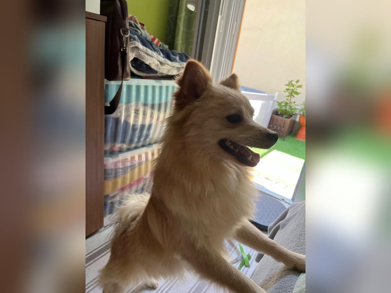 Biscuit SR – junger Herzensbrecher sucht liebevolles Zuhause