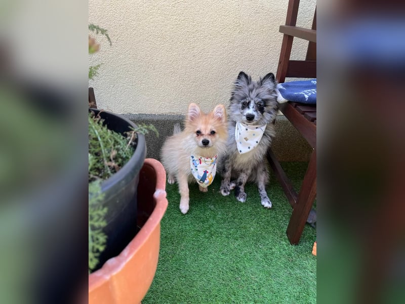 Scotty SR - quirliger Mini-Spitz sucht aktives Zuhause mit Herz