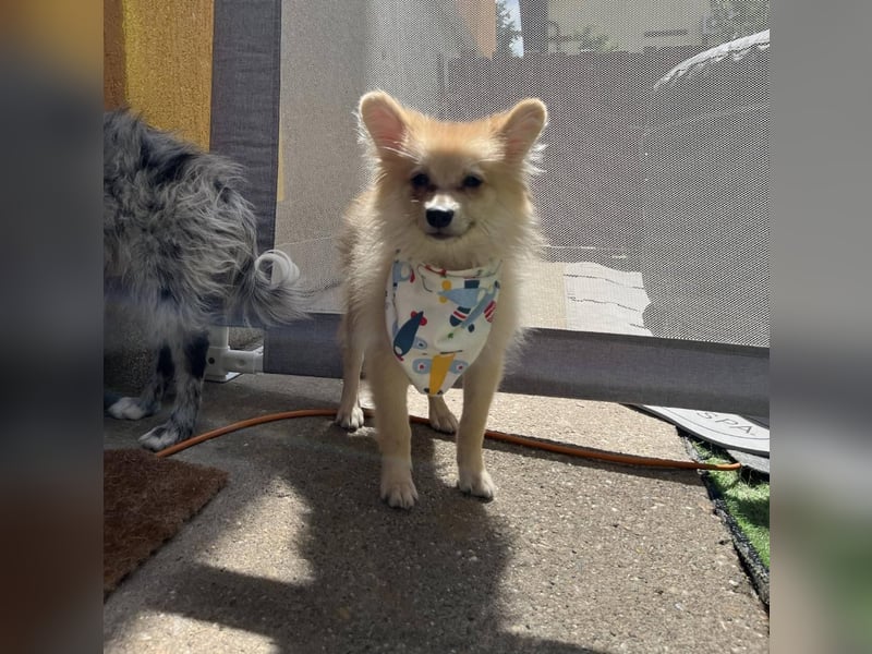 Scotty SR - quirliger Mini-Spitz sucht aktives Zuhause mit Herz