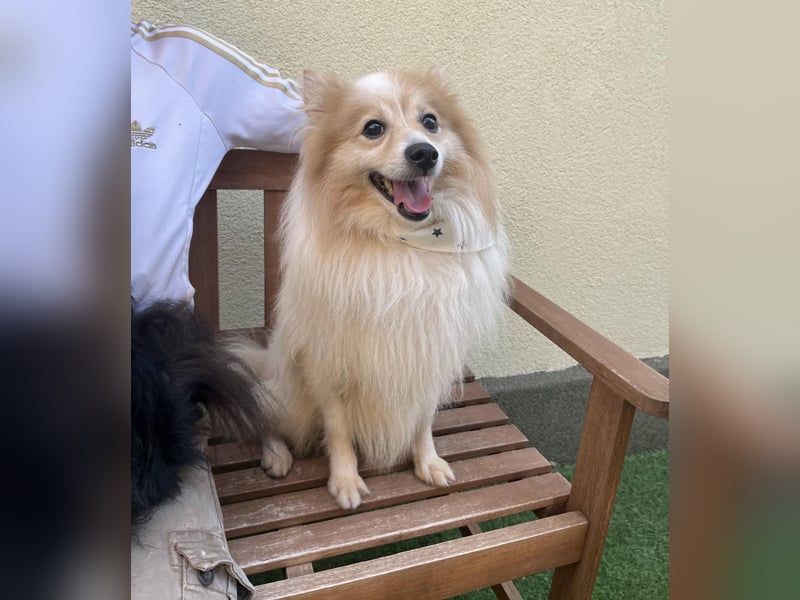 Leo SR – kleiner Sonnenschein sucht ein liebevolles Zuhause!