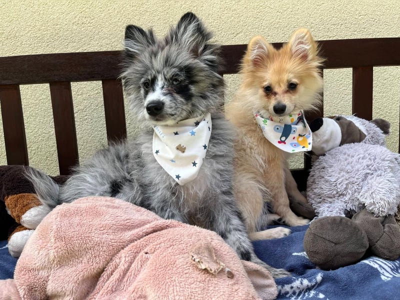 Scotty SR - quirliger Mini-Spitz sucht aktives Zuhause mit Herz