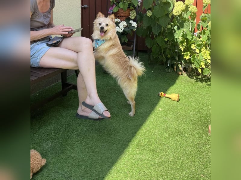 Biscuit SR – junger Herzensbrecher sucht liebevolles Zuhause