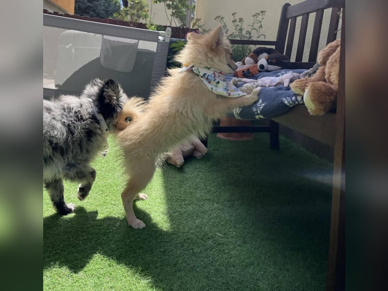 Scotty SR - quirliger Mini-Spitz sucht aktives Zuhause mit Herz