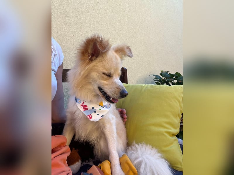 Rudi SR – Süßer Spitz-Junghund sucht seine Menschen
