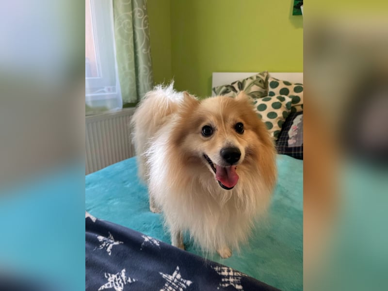 Leo SR – kleiner Sonnenschein sucht ein liebevolles Zuhause!