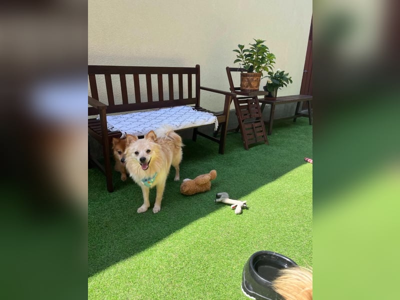 Biscuit SR – junger Herzensbrecher sucht liebevolles Zuhause
