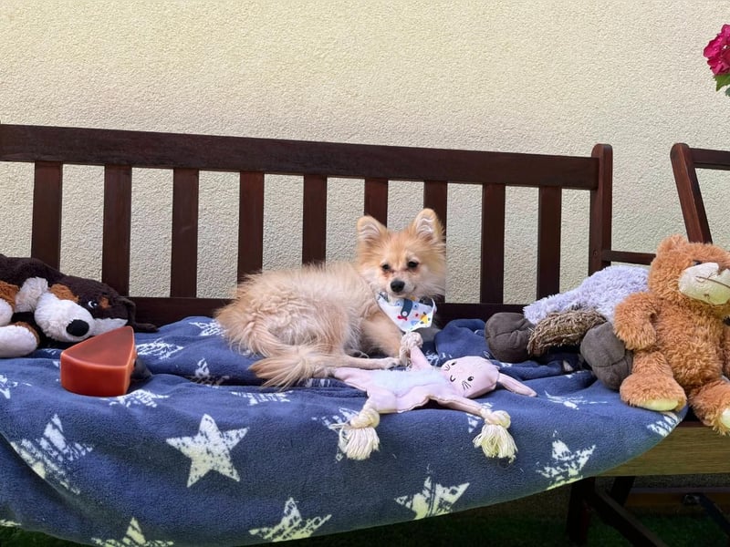 Scotty SR - quirliger Mini-Spitz sucht aktives Zuhause mit Herz