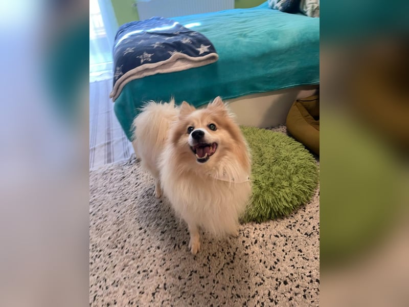 Leo SR – kleiner Sonnenschein sucht ein liebevolles Zuhause!