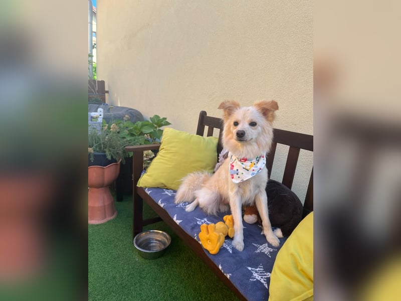 Rudi SR – Süßer Spitz-Junghund sucht seine Menschen