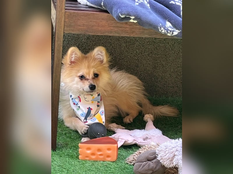 Scotty SR - quirliger Mini-Spitz sucht aktives Zuhause mit Herz