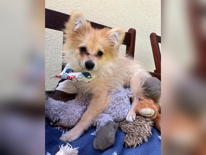 Scotty SR - quirliger Mini-Spitz sucht aktives Zuhause mit Herz