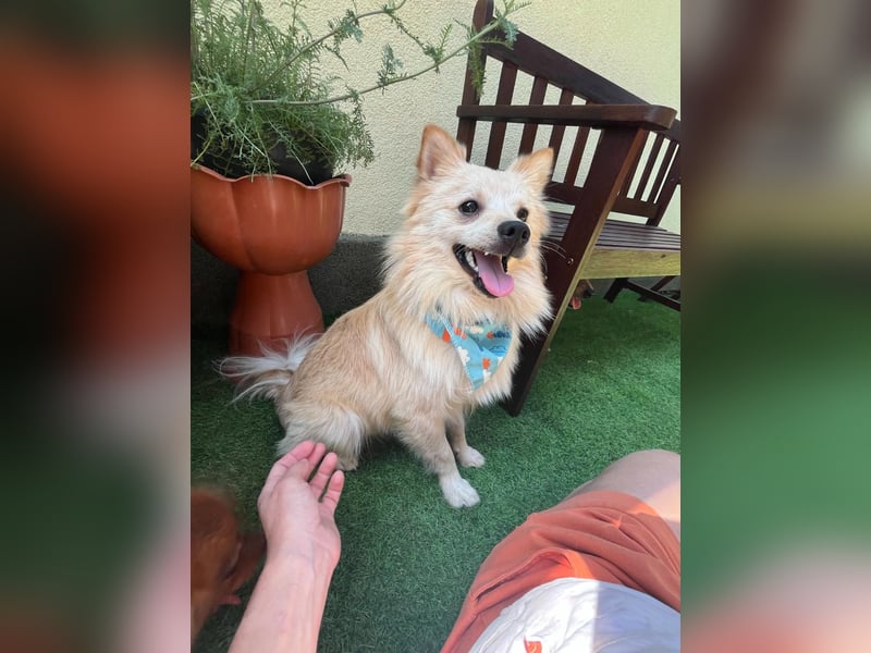 Biscuit SR – junger Herzensbrecher sucht liebevolles Zuhause