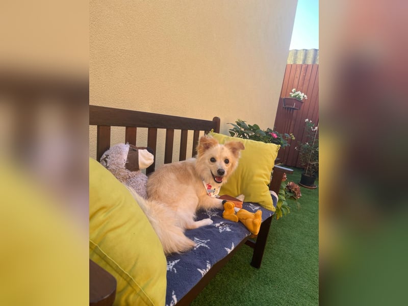 Rudi SR – Süßer Spitz-Junghund sucht seine Menschen