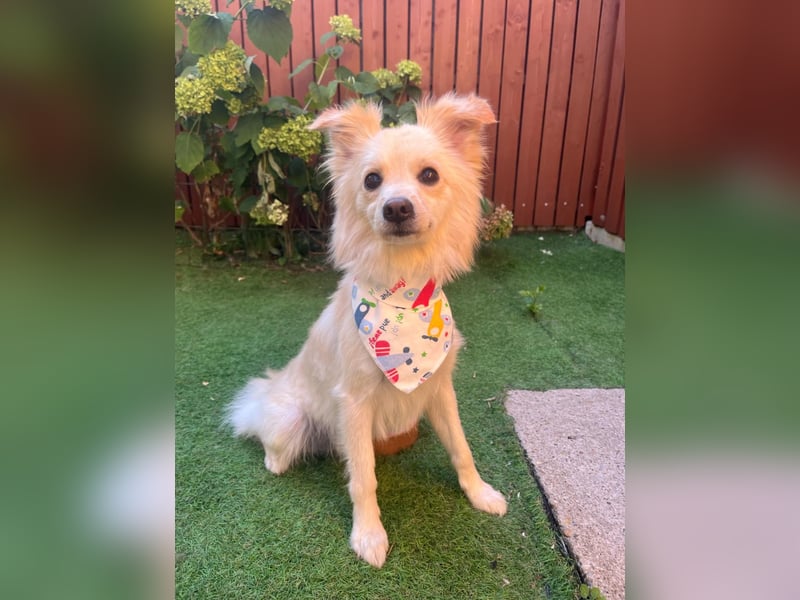 Rudi SR – Süßer Spitz-Junghund sucht seine Menschen