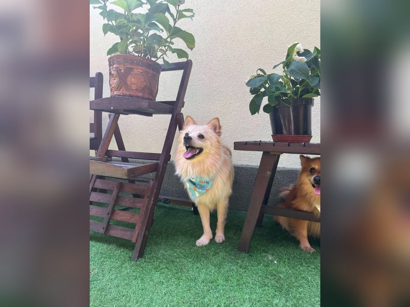 Biscuit SR – junger Herzensbrecher sucht liebevolles Zuhause