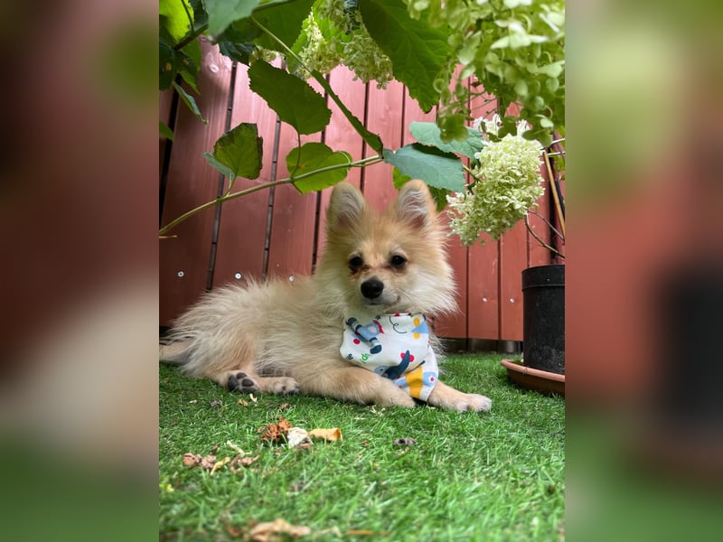 Scotty SR - quirliger Mini-Spitz sucht aktives Zuhause mit Herz