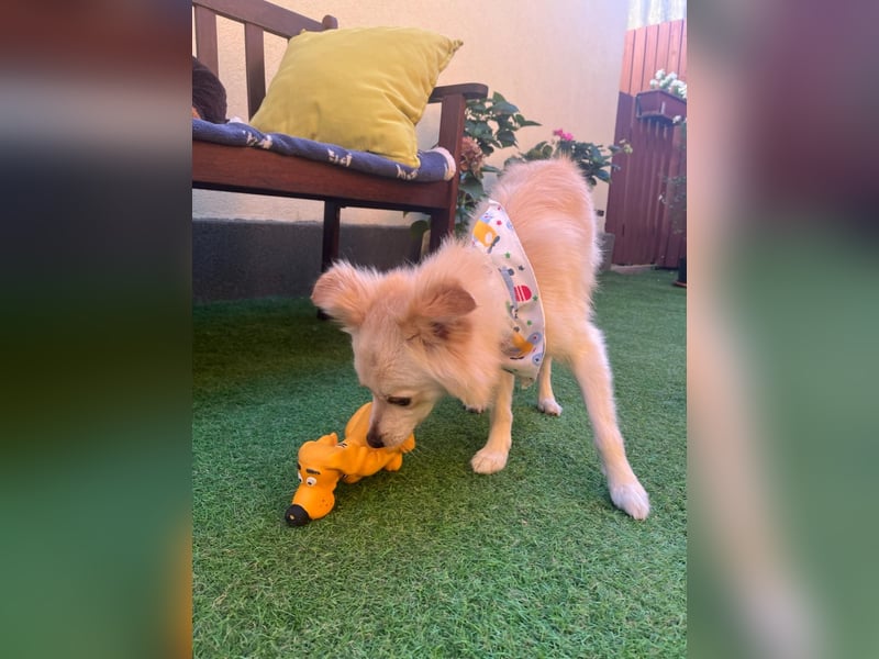 Rudi SR – Süßer Spitz-Junghund sucht seine Menschen