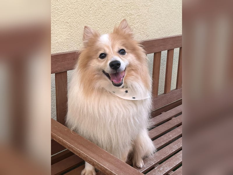Leo SR – kleiner Sonnenschein sucht ein liebevolles Zuhause!