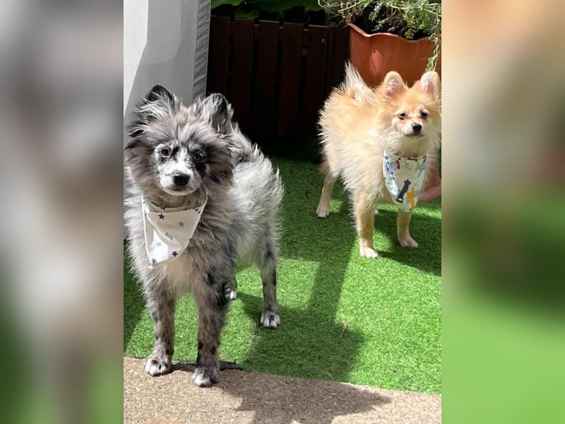 Scotty SR - quirliger Mini-Spitz sucht aktives Zuhause mit Herz