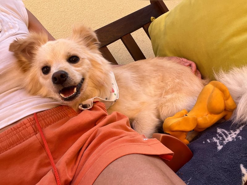 Rudi SR – Süßer Spitz-Junghund sucht seine Menschen