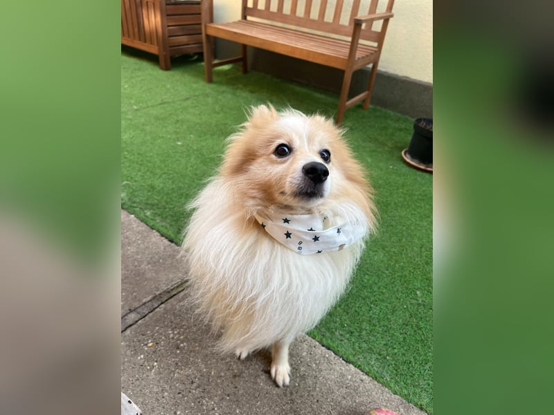 Leo SR – kleiner Sonnenschein sucht ein liebevolles Zuhause!