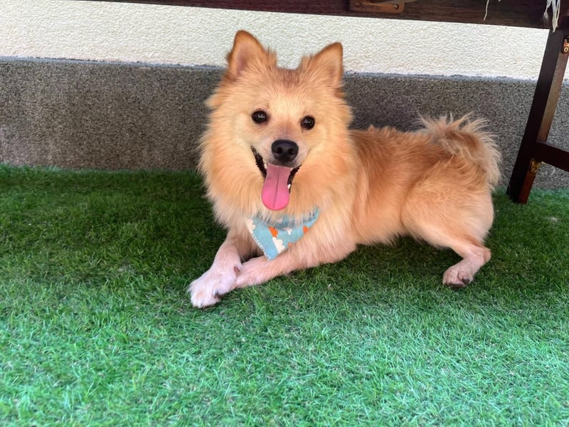 Biscuit SR – junger Herzensbrecher sucht liebevolles Zuhause