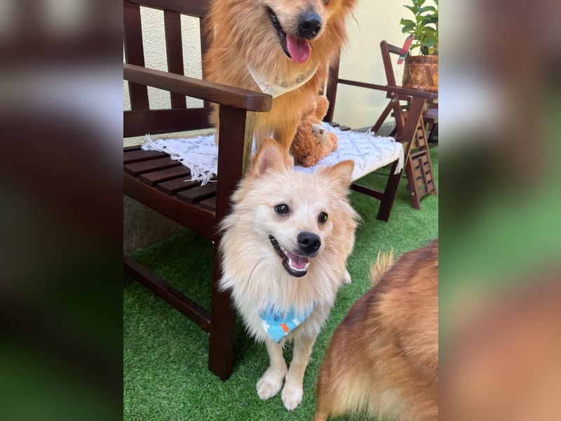 Biscuit SR – junger Herzensbrecher sucht liebevolles Zuhause