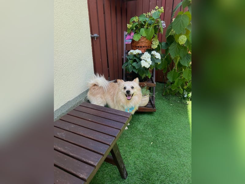 Biscuit SR – junger Herzensbrecher sucht liebevolles Zuhause