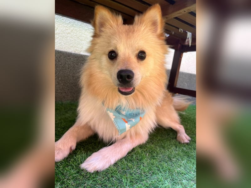 Biscuit SR – junger Herzensbrecher sucht liebevolles Zuhause