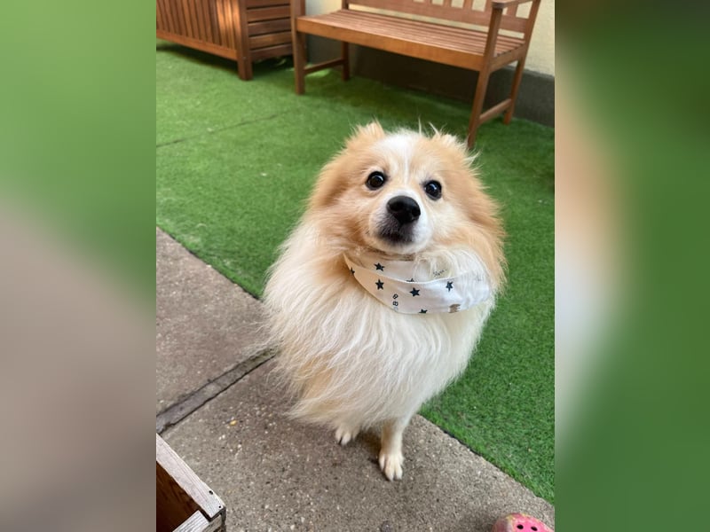 Leo SR – kleiner Sonnenschein sucht ein liebevolles Zuhause!