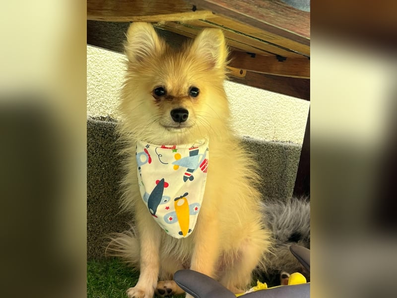 Scotty SR - quirliger Mini-Spitz sucht aktives Zuhause mit Herz