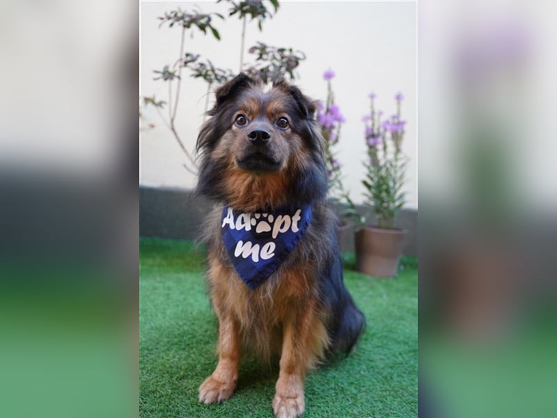 Buddy-SR, möchte dein Freund werden